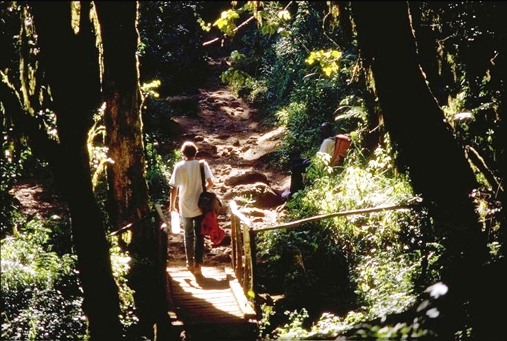 Forest trail towards Mandara Hut
