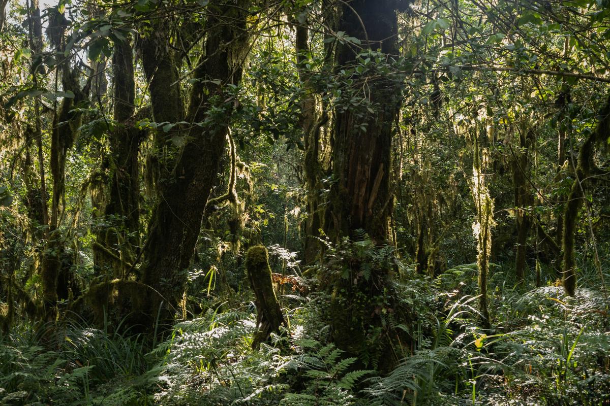 Rainforest on the Mweka descent